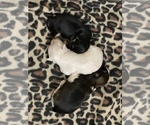 Small Photo #4 Maltichon-Yo-Chon Mix Puppy For Sale in UNIONTOWN, OH, USA
