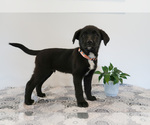 Small Photo #39 Bernedoodle-Labrador Retriever Mix Puppy For Sale in REED CITY, MI, USA