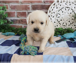 Small #2 Golden Retriever