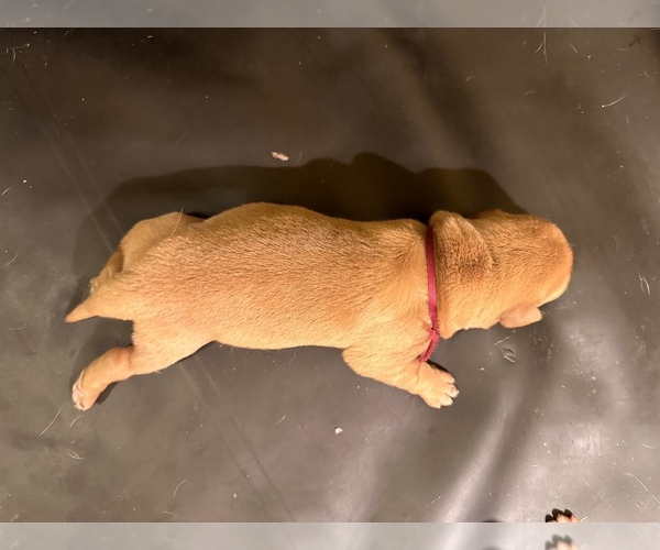 Medium Photo #18 Labrador Retriever Puppy For Sale in BLUFF DALE, TX, USA