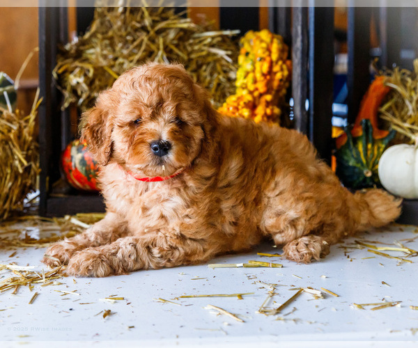 Medium Photo #6 Goldendoodle-Poodle (Miniature) Mix Puppy For Sale in WAKARUSA, IN, USA