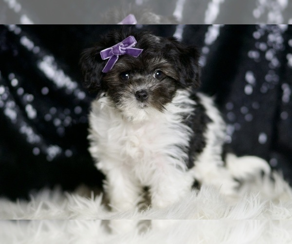 Medium Photo #4 Maltipoo Puppy For Sale in WARSAW, IN, USA