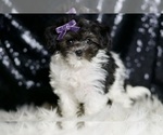 Small #3 Maltipoo