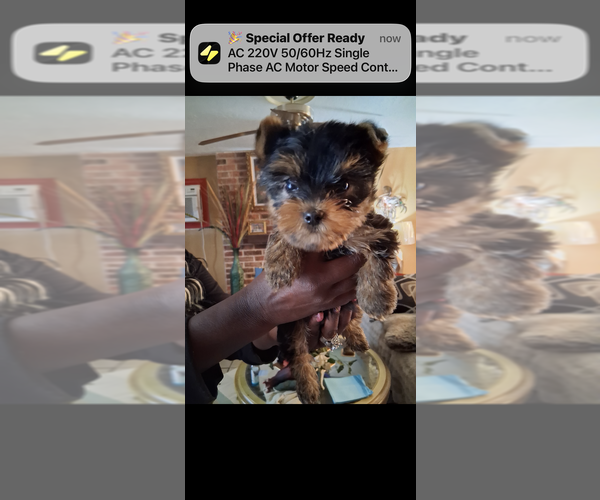 Medium Photo #8 Yorkshire Terrier Puppy For Sale in HOUSTON, TX, USA