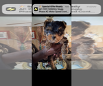 Small Photo #8 Yorkshire Terrier Puppy For Sale in HOUSTON, TX, USA