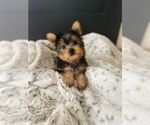 Small #3 Yorkshire Terrier
