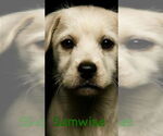 Small #1 Maltese Mix