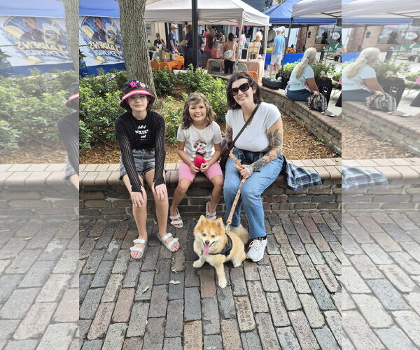 Medium Photo #3 Pomeranian Puppy For Sale in Sanford, FL, USA