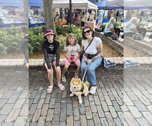 Shadow FH - Male Pomeranian Dog for Adoption - Photo #3
