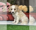 Small #2 Bichpoo-Cavalier King Charles Spaniel Mix