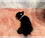 Small Photo #31 American Corgi Puppy For Sale in CANAL WINCHESTER, OH, USA
