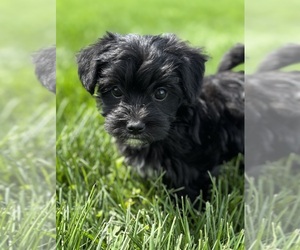 Morkie Puppy for sale in ROCK STREAM, NY, USA