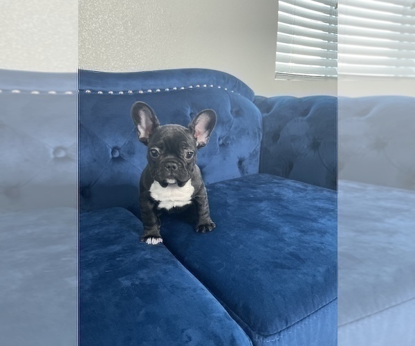 Medium Photo #10 French Bulldog Puppy For Sale in LOMA MAR, CA, USA