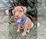 Small #12 American Pit Bull Terrier-Spaniel Mix