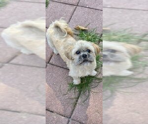 Geoffrey David - Male Shih Tzu Dog for Adoption - Photo #2
