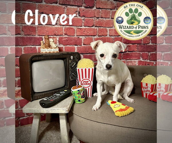 Medium Photo #3 Chihuahua-Unknown Mix Puppy For Sale in Arcadia, FL, USA