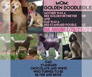 Mother of the Goldendoodle puppies born on 02/19/2021