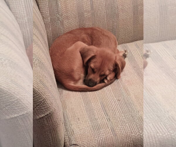 Medium Photo #4 Labrador Retriever-Unknown Mix Puppy For Sale in Andover, MN, USA