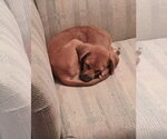 Small #3 Labrador Retriever Mix