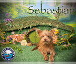 Small Photo #4 Chihuahua-Unknown Mix Puppy For Sale in Arcadia, FL, USA