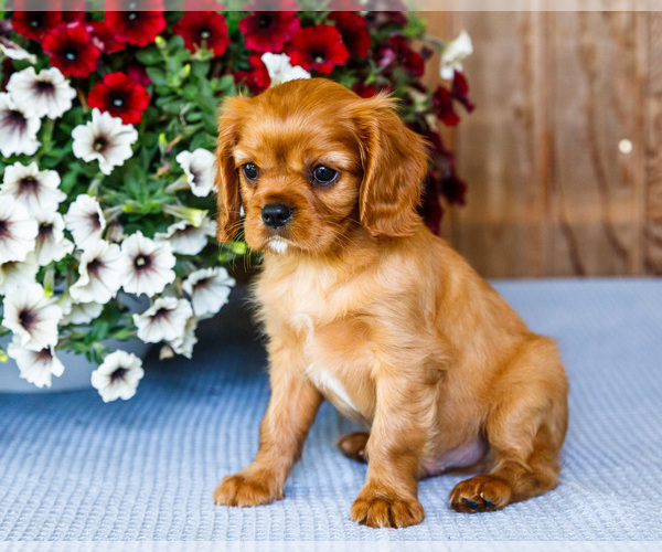 Medium Photo #8 Cavalier King Charles Spaniel Puppy For Sale in WAKARUSA, IN, USA