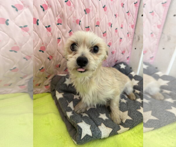 Medium Photo #2 Maltese-Unknown Mix Puppy For Sale in Pacolet, SC, USA