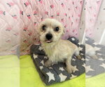 Small #1 Maltese Mix