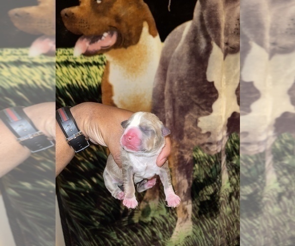Medium Photo #13 American Pit Bull Terrier Puppy For Sale in TRENTON, NJ, USA