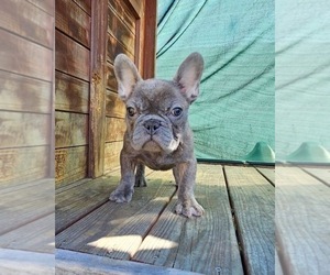 French Bulldog Puppy for sale in HOUSTON, TX, USA