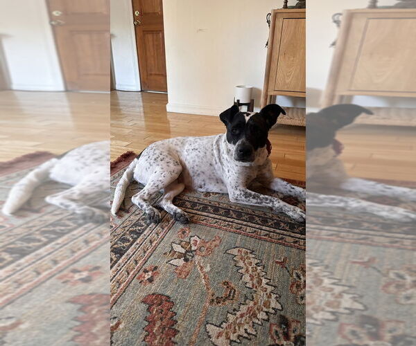 Medium Photo #1 American Bulldog-Unknown Mix Puppy For Sale in Dana Point, CA, USA