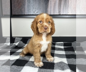 Cocker Spaniel Puppy for sale in FRANKLIN, IN, USA