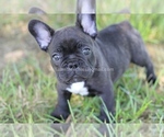 Small Photo #4 French Bulldog Puppy For Sale in CENTERVILLE, OH, USA
