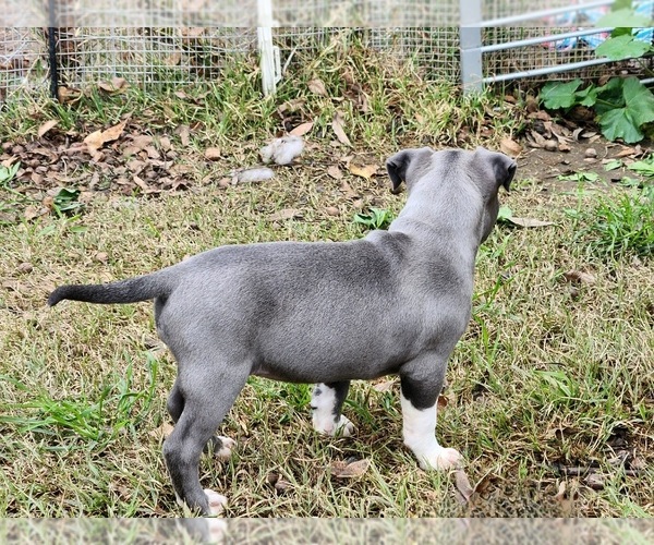Medium Photo #1 American Pit Bull Terrier Puppy For Sale in HEMET, CA, USA