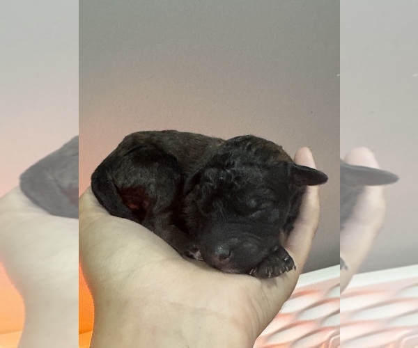 Medium Photo #3 Poodle (Standard) Puppy For Sale in LONGMONT, CO, USA