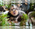 Small Photo #4 Yorkshire Terrier Puppy For Sale in LOS ANGELES, CA, USA