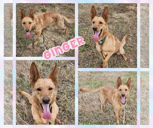 German Shepherd Dog Dogs for adoption in Blacksburg, SC, USA