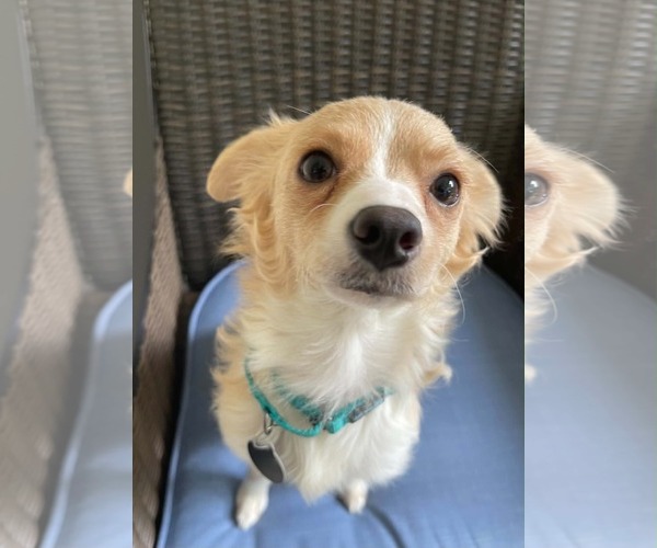 Medium Photo #5 Chihuahua-Unknown Mix Puppy For Sale in Arlington, VA, USA