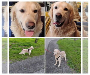 Father of the Golden Retriever puppies born on 01/09/2026