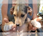 Small Photo #10 Catahoula Bulldog Puppy For Sale in MIAMI BEACH, FL, USA