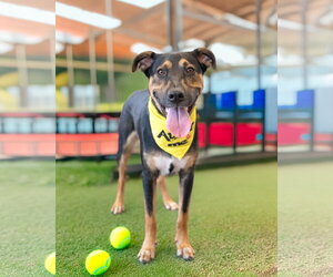 BLIPPI - Male Mutt Dog for Adoption - Photo #2