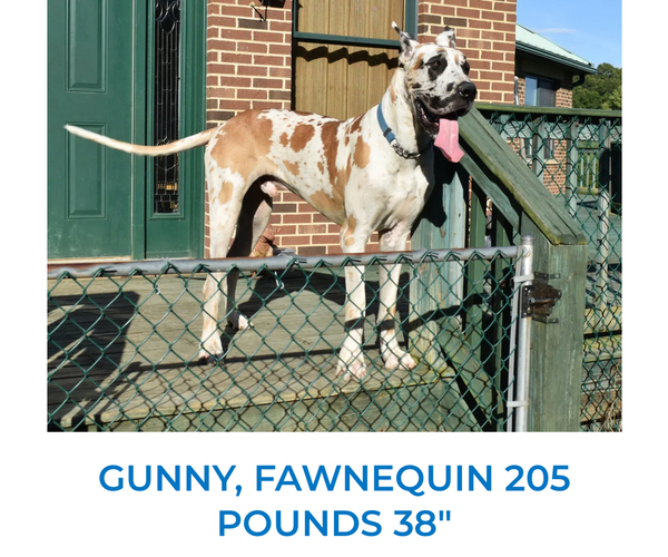 Medium Photo #1 Great Dane Puppy For Sale in EDEN, NY, USA