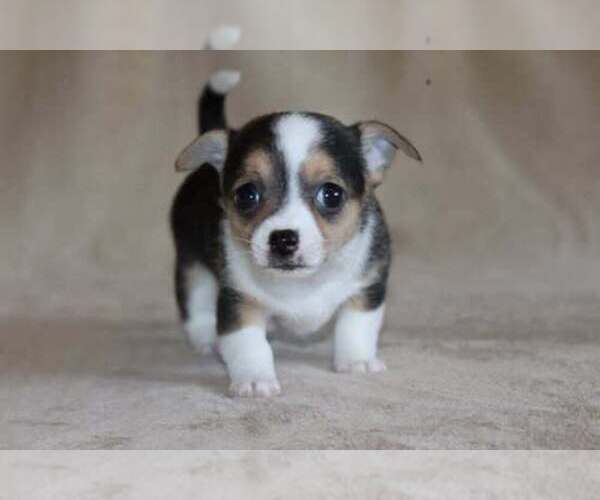 Medium Photo #34 Chihuahua Puppy For Sale in HUDSONVILLE, MI, USA