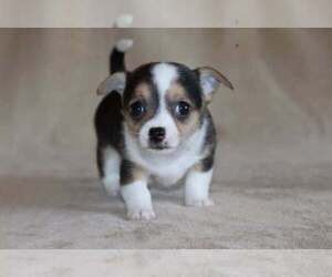 Medium Chihuahua