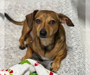 Dachshund Dogs for adoption in Weston, FL, USA