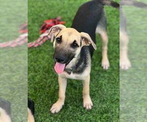 Mutt Dogs for adoption in Calgary, Alberta, Canada