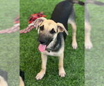 Quinn - Female Mutt Dog for Adoption - Small photo