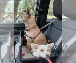 Sugar - Female Chion Dog for Adoption - Photo #8