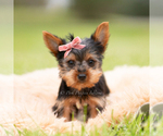 Small Photo #63 Yorkshire Terrier Puppy For Sale in WARSAW, IN, USA