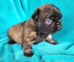 Small #6 French Bulldog
