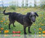 Small #1 Labrador Retriever Mix